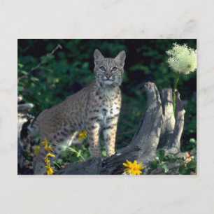 Carte Postale Bobcat dans les marguerites jaunes et l'herbe d'ou