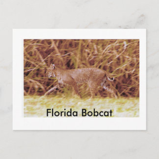 Carte Postale Bobcat de Floride