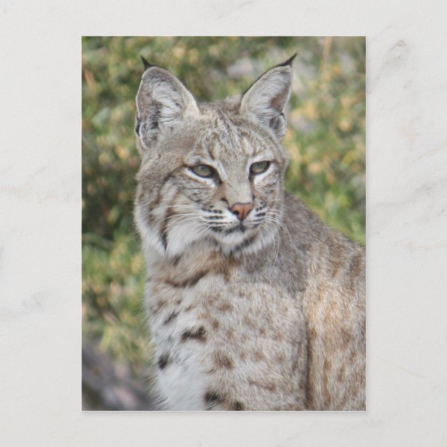 Carte postale Bobcat du désert (Devant)