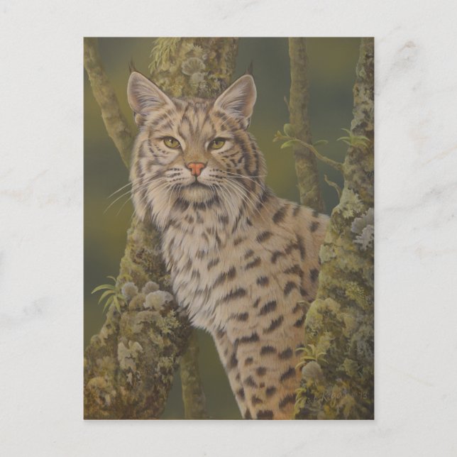 Carte Postale Bobcat "Dusty" (Devant)