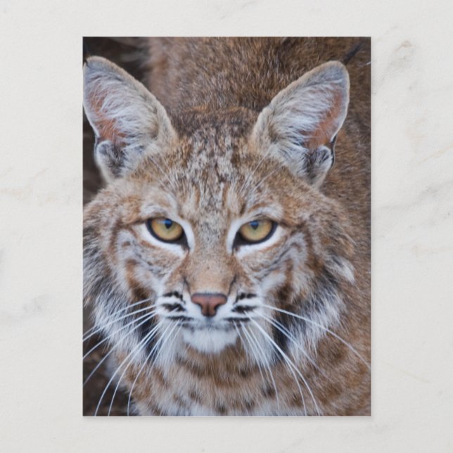 Carte Postale Bobcat Face (Devant)