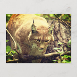 Carte Postale Bobcat Lynx Animaux sauvages