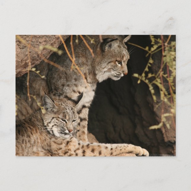 Carte postale Bobcat Photos (Devant)