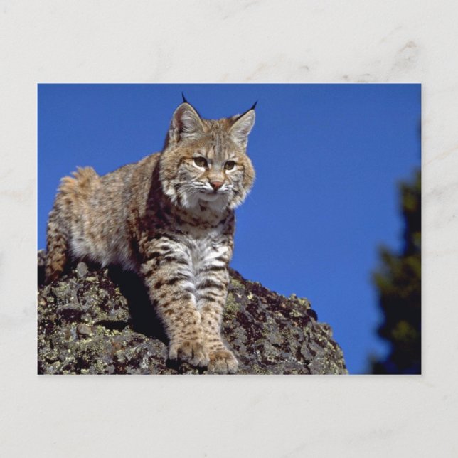Carte Postale Bobcat surligné (Devant)