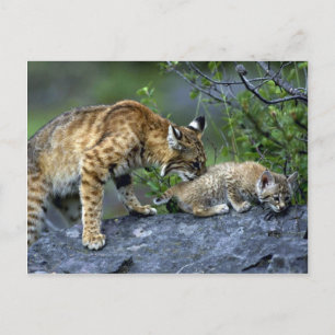 Carte Postale Bobcats-été-maman avec petit chaton
