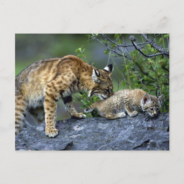 Carte Postale Bobcats-été-maman avec petit chaton (Devant)