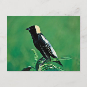 Carte Postale Bobolink
