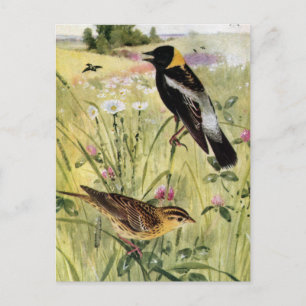 Carte Postale Bobolinks, marguerites et trèfle rose