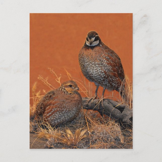 Carte Postale Bobwhite Quail (Géorgie, Missouri et Tennessee) (Devant)