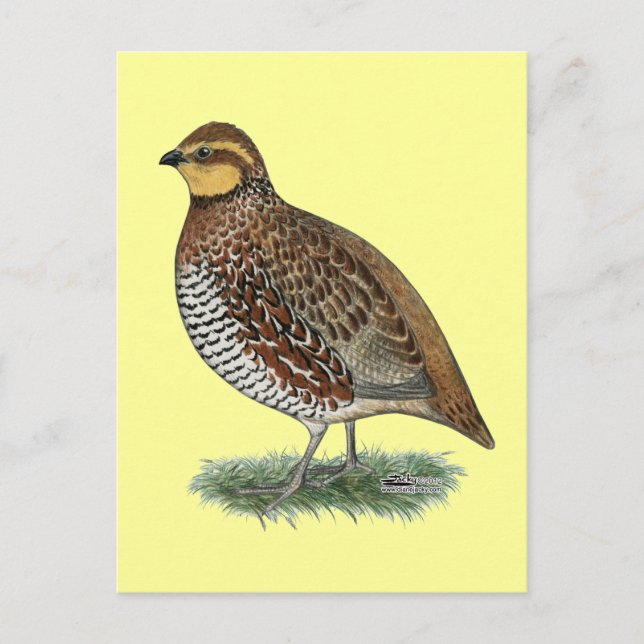 Carte Postale Bobwhite Quail Hen (Devant)