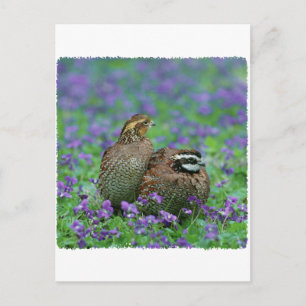Carte Postale Bobwhite Quail Photographie