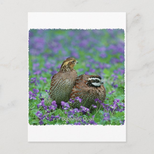 Carte Postale Bobwhite Quail Photographie (Devant)