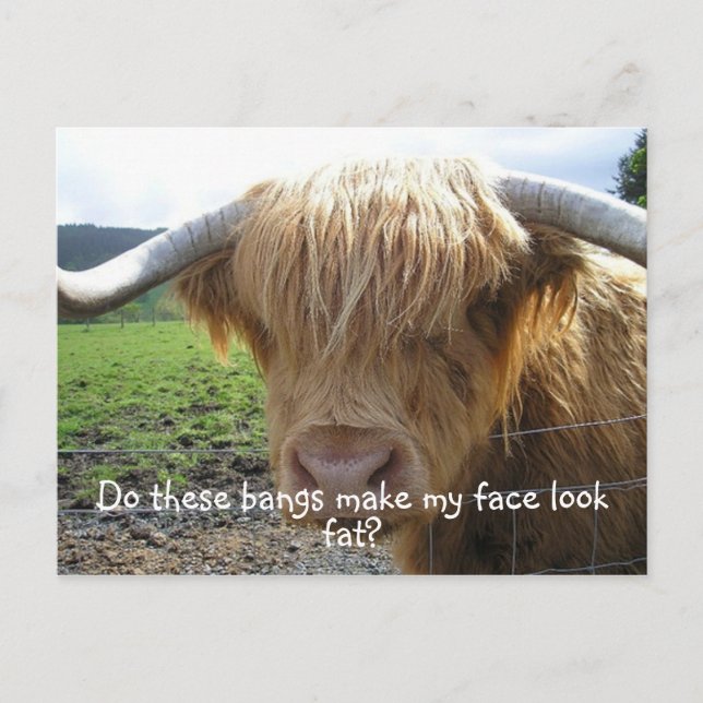 Carte Postale Bœuf des Highlands drôle (Devant)