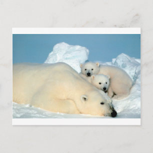 Carte Postale Boeuf d'ours polaire 1