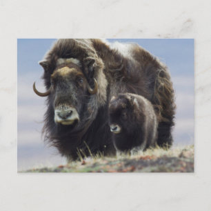 Carte Postale Boeuf musqué avec veau