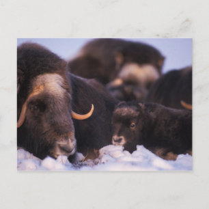 Carte Postale bœuf musqué, Ovibos moschatus, vache avec nouveau-