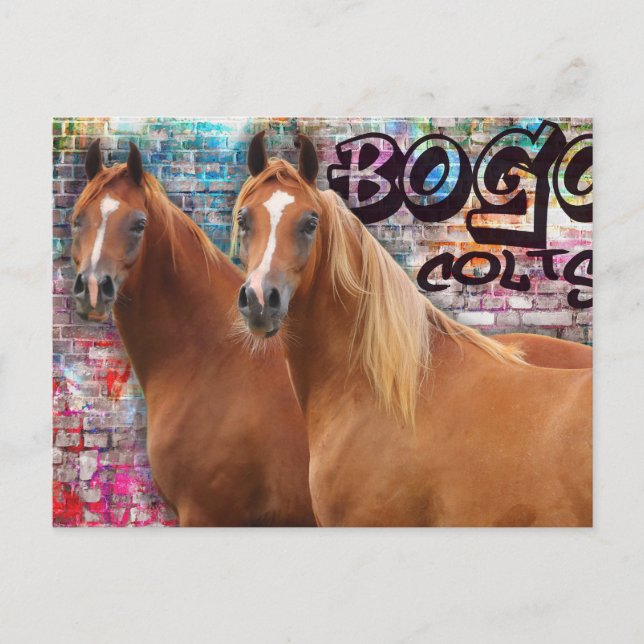 Carte Postale BOGO Colts - Graffiti Post Card - Chevaux arabes (Devant)