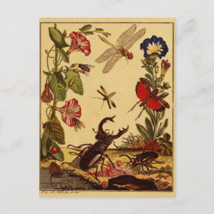 Carte Postale Bogue 1764