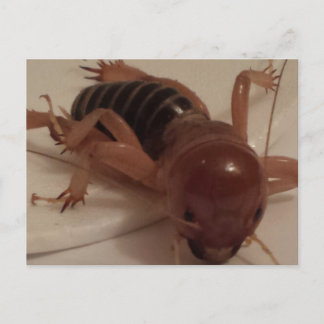 Carte Postale Bogue 1 - éducation du cerveau