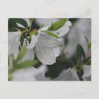 Carte Postale Bogue sur une Azalée