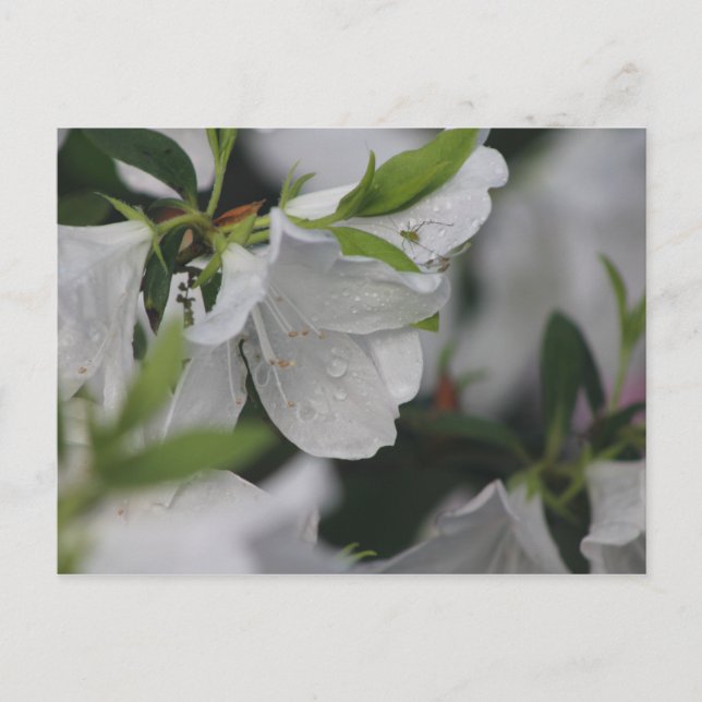 Carte Postale Bogue sur une Azalée (Devant)