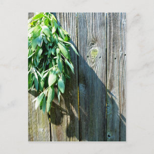 Carte Postale Boho botanical herb leaves rustic Barn-wood