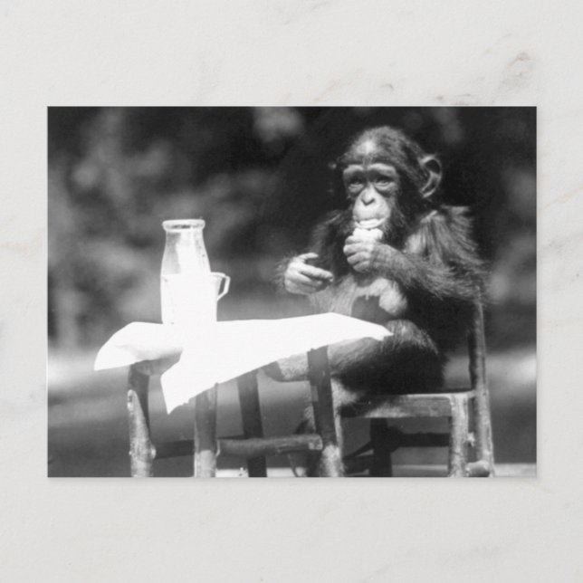 Carte Postale Boire le Chimpanzé Vintage Zoo national (Devant)