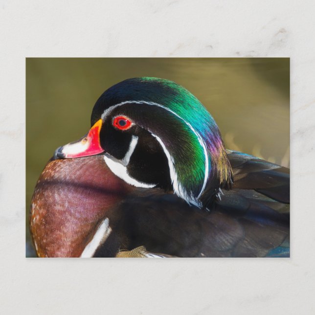 Carte Postale Bois (Devant)