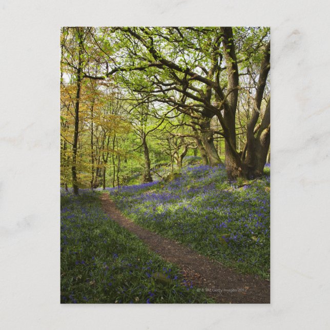 Carte Postale Bois à bleuets du printemps (Devant)
