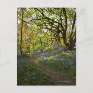 Carte Postale Bois à bleuets du printemps