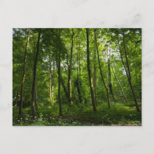 Carte Postale Bois. Blackweir Woods, Bute Park, Cardiff, Galles