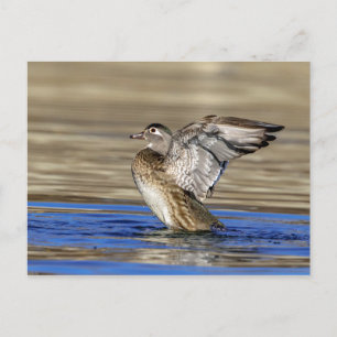 Carte Postale Bois Canard battant ses ailes
