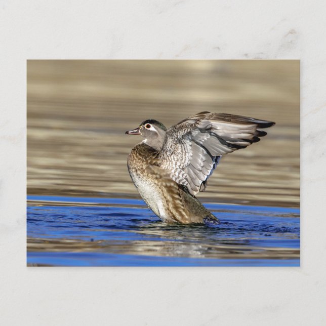 Carte Postale Bois Canard battant ses ailes (Devant)