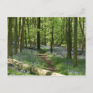 Carte Postale Bois de Bluebell