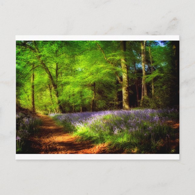 Carte Postale Bois de Jacinthe des bois (Devant)