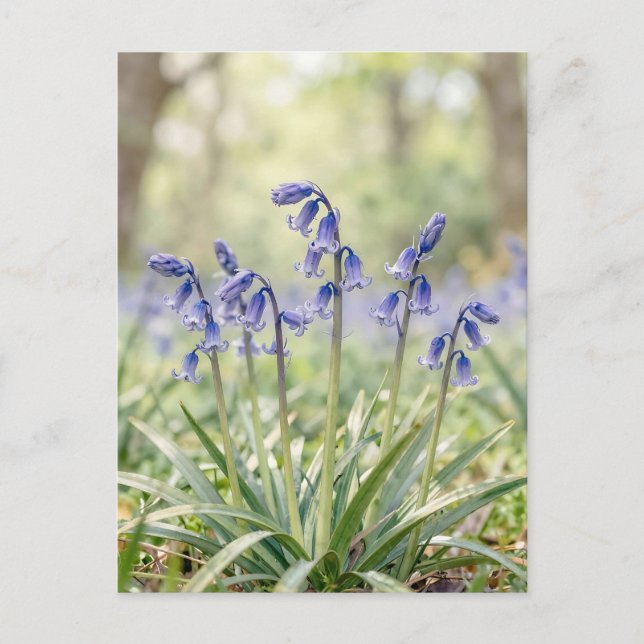 Carte Postale Bois de Jacinthe Violette Serein en Fleur (Devant)