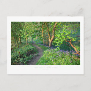 Carte Postale Bois de printemps Cotswold
