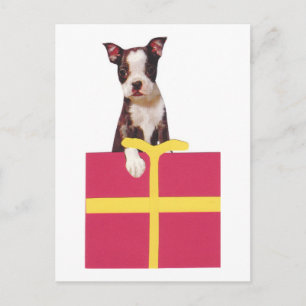 Carte Postale Boîte cadeau Boston Terrier