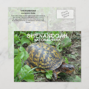Carte Postale Boite Turtle Munching Plantain, Shenandoah NP