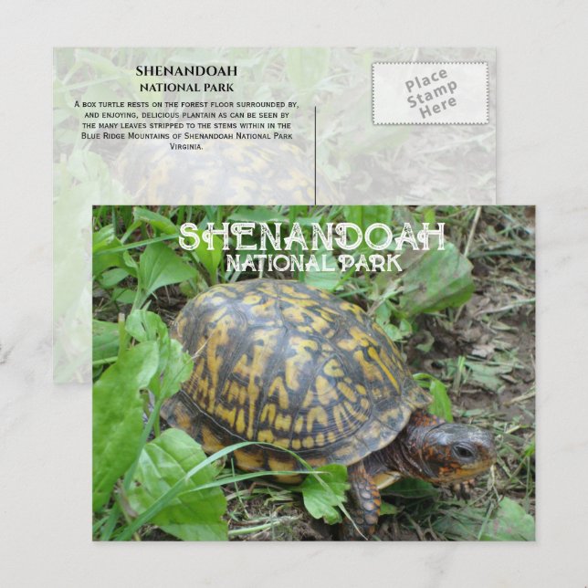 Carte Postale Boite Turtle Munching Plantain, Shenandoah NP (Devant / Derrière)