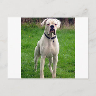 Carte Postale Boîtier blanc plein