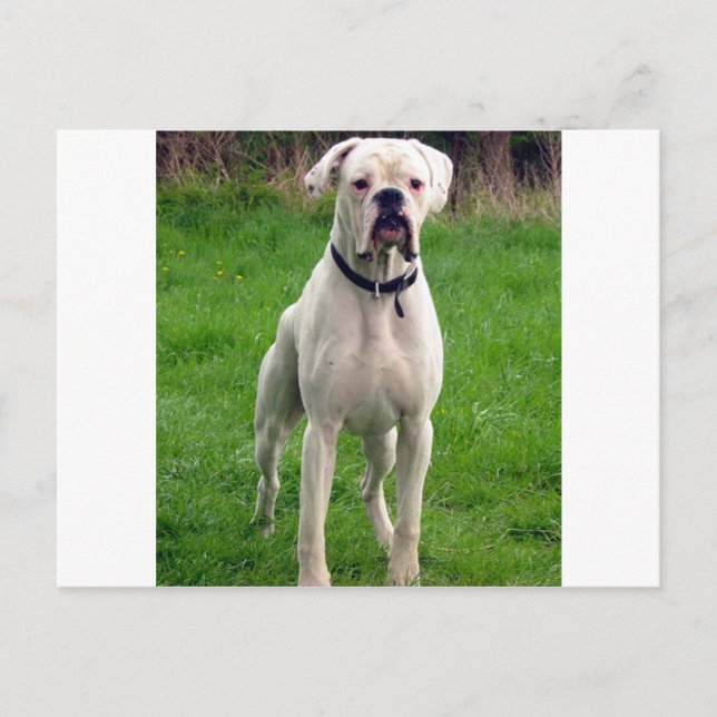 Carte Postale Boîtier blanc plein (Devant)