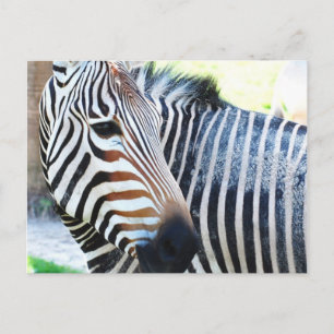 Carte postale Bold Zebra