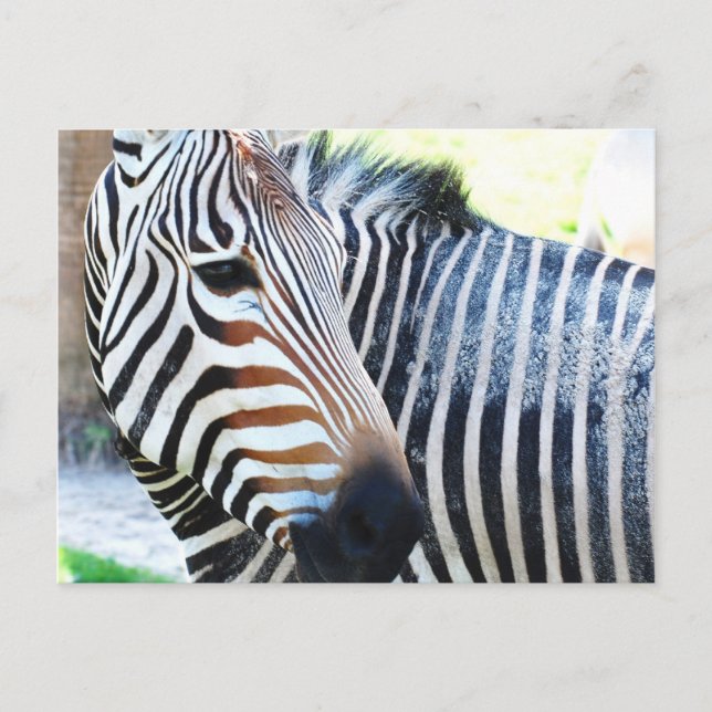 Carte postale Bold Zebra (Devant)
