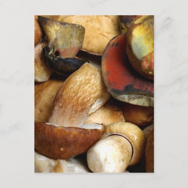 Carte Postale bolet (Devant)