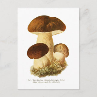 Carte Postale Boletus bulbosus