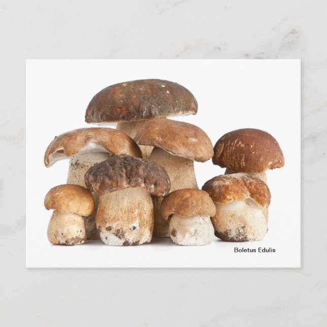Carte Postale Boletus Edulis (Devant)