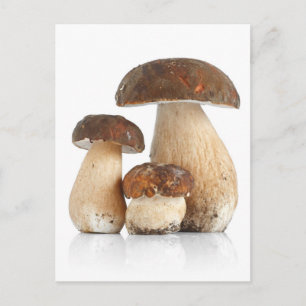 Carte Postale Boletus Edulis