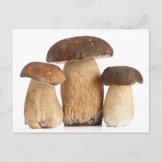 Carte Postale Boletus Edulis PCard