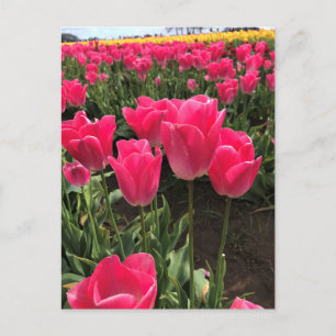 Carte Postale Bolray Price Tulips